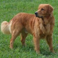  Nwr- need puppy name suggestions!! :) - 1