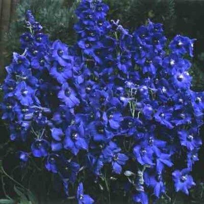 Bouquet Color Help