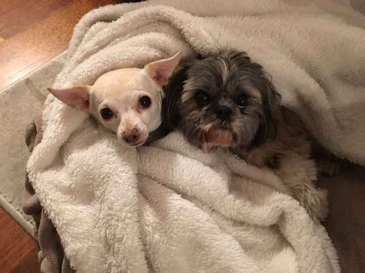 NWR: Dachshunds and other small dog owners