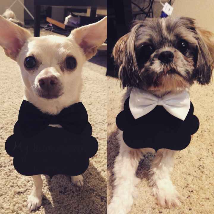 Show me pictures of how you included your dogs (STD, wedding, etc.) (: