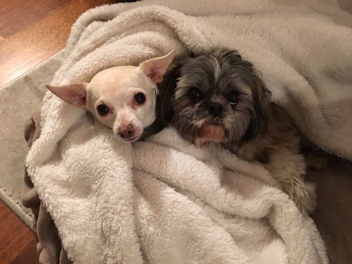 NWR: Dachshunds and other small dog owners