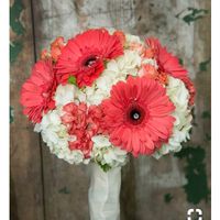 Gerbera Daisies - 1