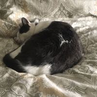 Nwr: strange cat behavior