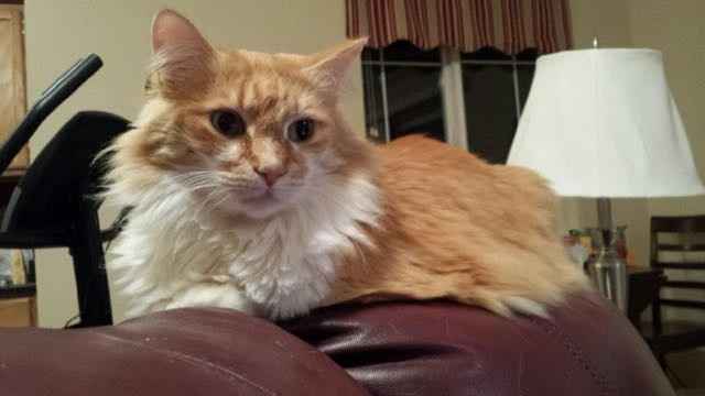 Today is National Pet Day! Let's see those fur babies :)