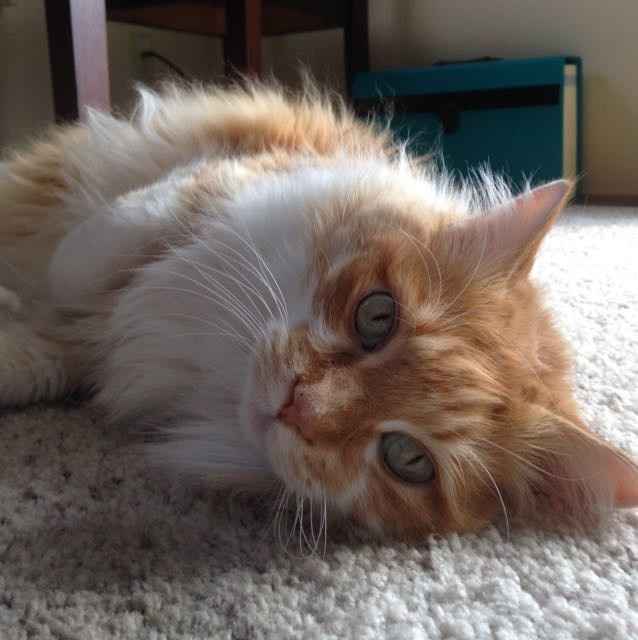 Nwr- show me your fur babies