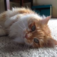 Nwr- show me your fur babies