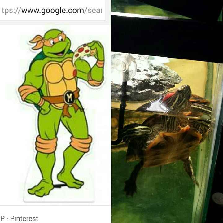 NWR: Pet Owners...Can we play a fun game? :D