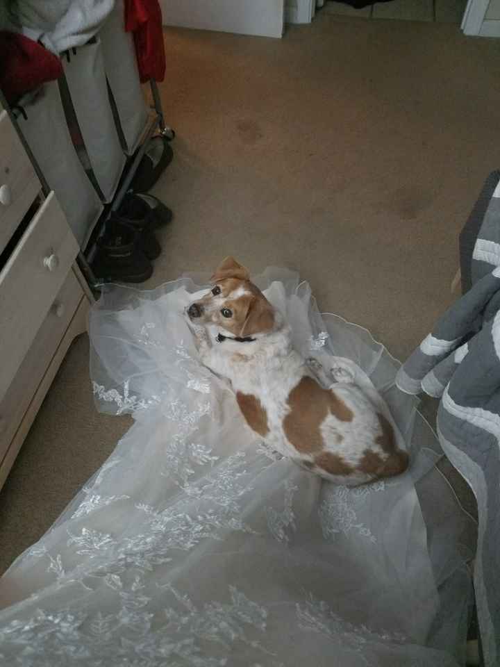 Pets "helping" you make things