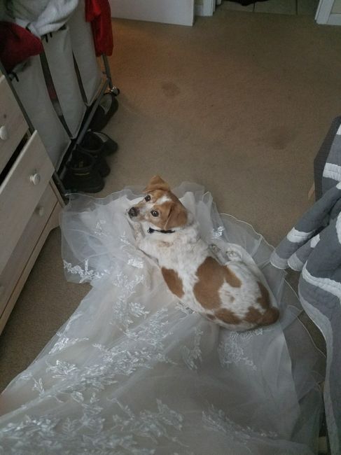 Pets "helping" you make things