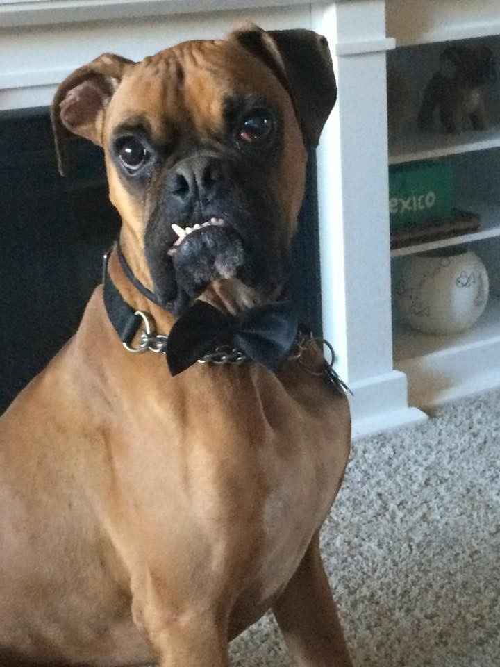 NWR: Professional Photos for your dog? Family Dog Photo? SHOW ME UR PET!