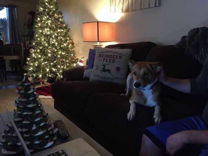 NWR: Show me your Christmas Trees, Hanukkah decor, or any other holiday stuff you put out!!
