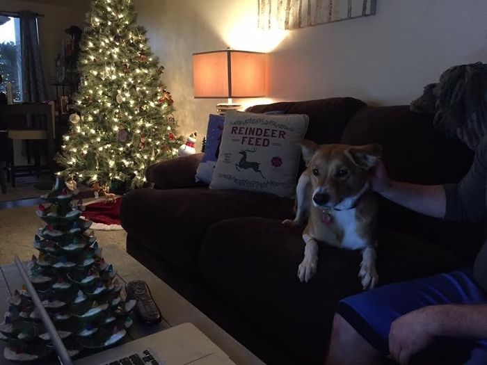 NWR: Show me your Christmas Trees, Hanukkah decor, or any other holiday stuff you put out!!