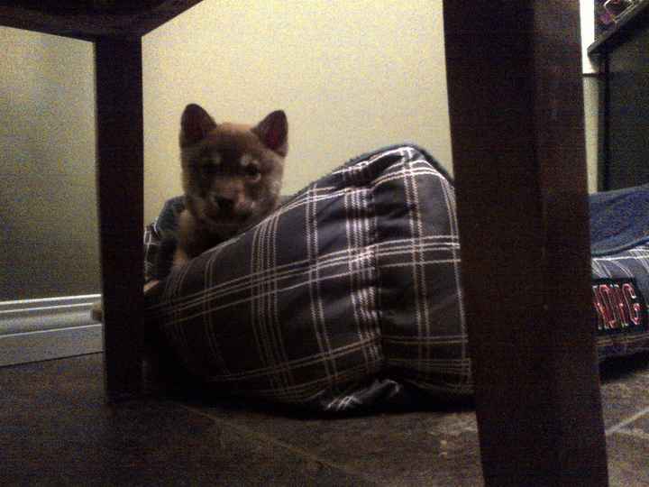 Christmas came early !!! Cuteness overload