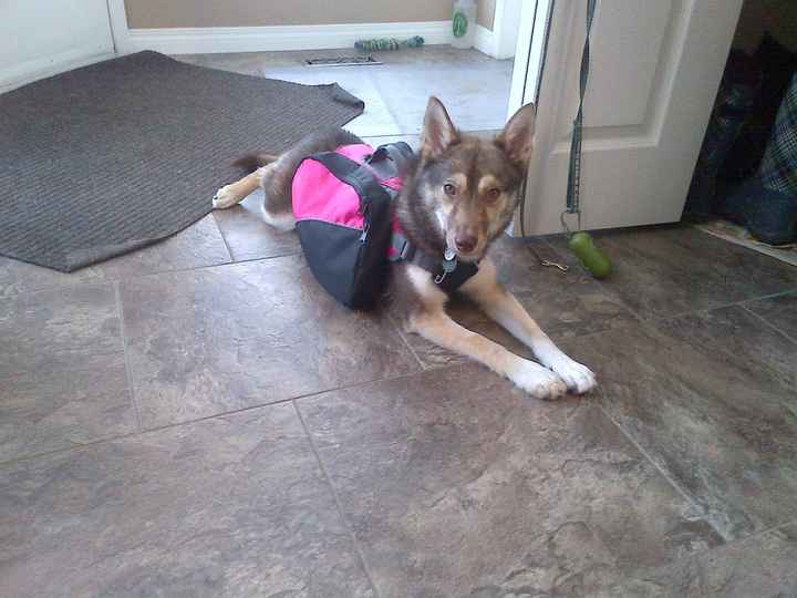 Got a new puppy, lets see a pic of your pets