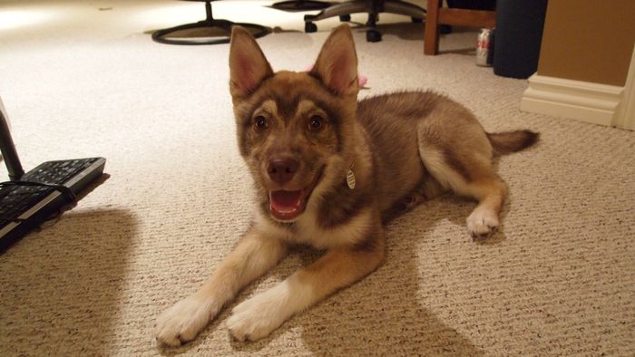 #petlife - pet memes & furbaby pictures!