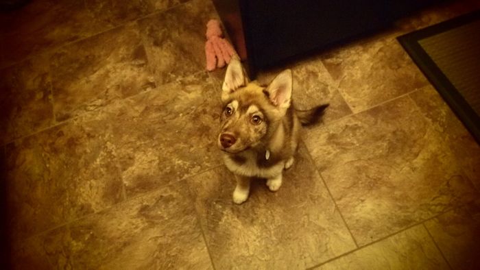Fur baby friday!