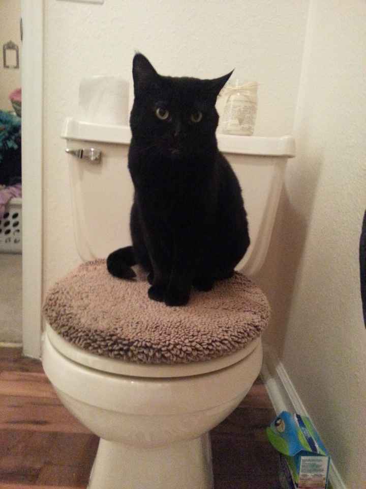 (nwr) Paw raised... -cat-