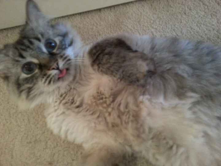 (nwr) Paw raised... -cat-