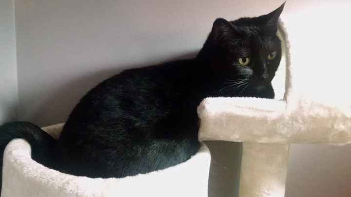 Spinoff - Cat wedding!