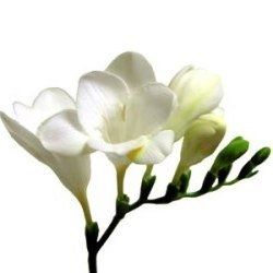 Who knows flowers?