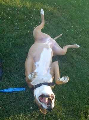 NWR hoping to get a new pup