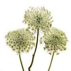 Thoughts on baby's breath?
