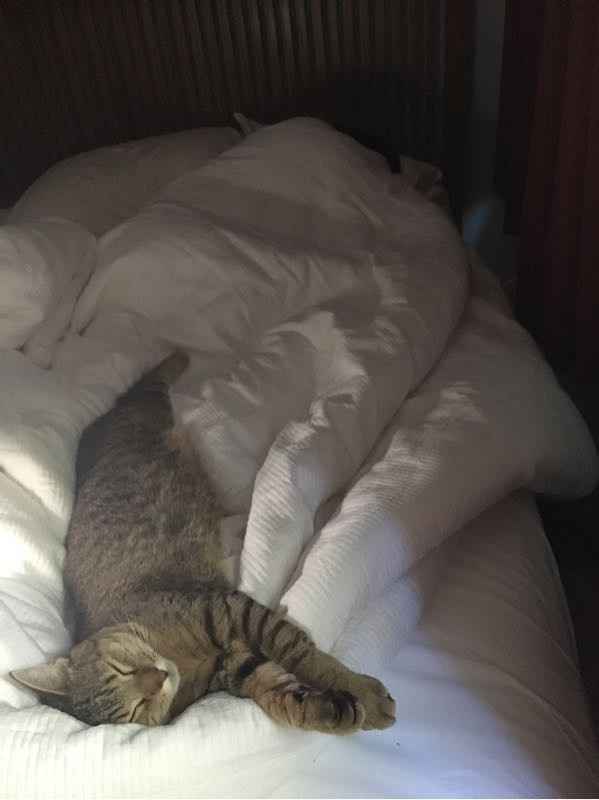 NWR: Saying Goodbye to My Kitty