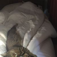 NWR: Saying Goodbye to My Kitty