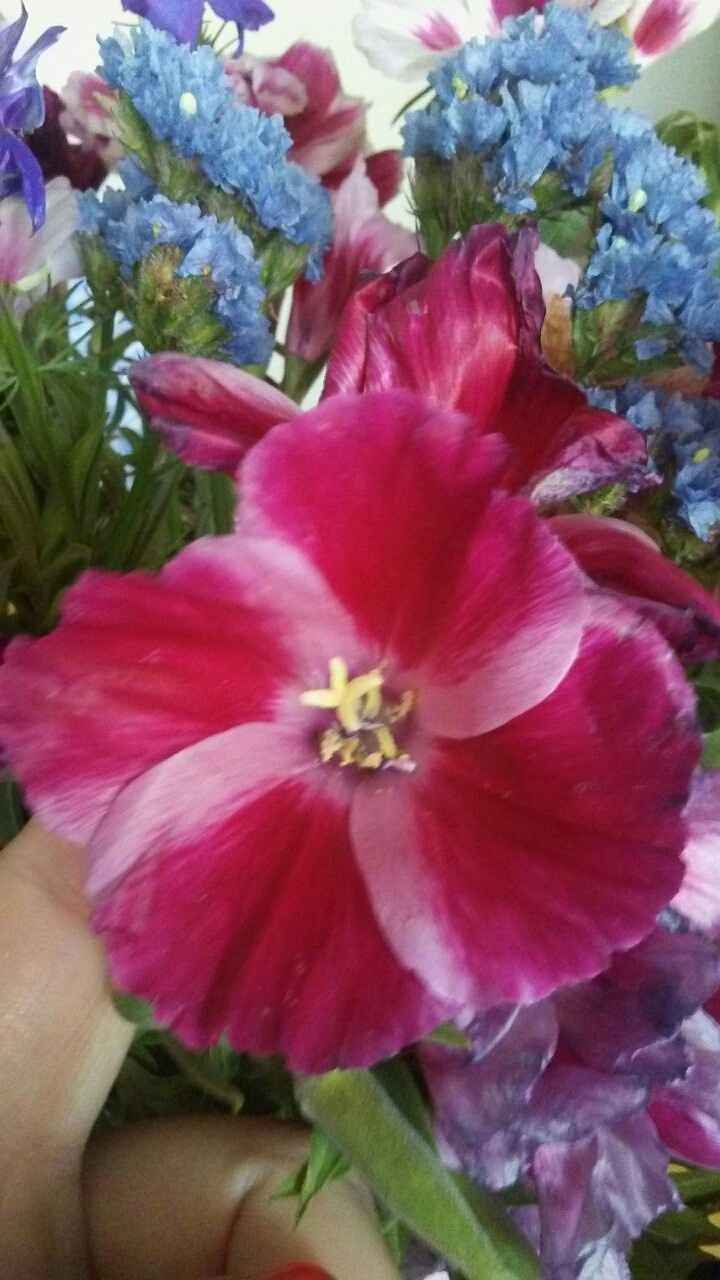 Flower identification?