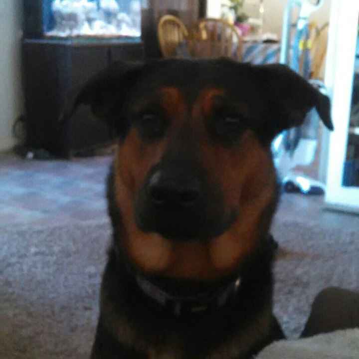 NWR: Puppybowl! And Fur Babies!