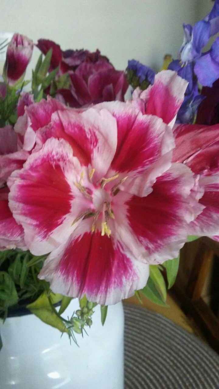 Flower identification?