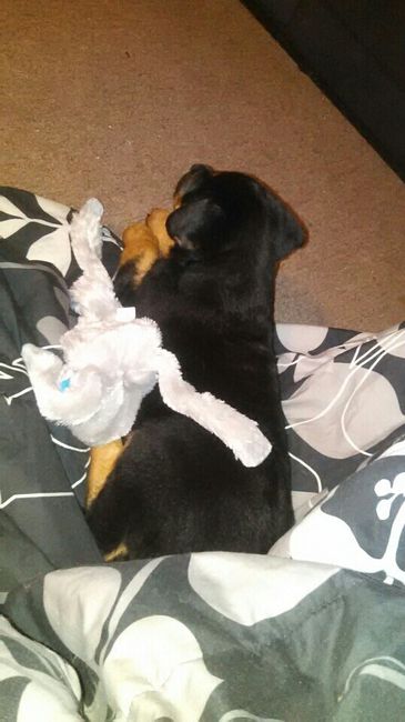 NWR: Puppybowl! And Fur Babies!