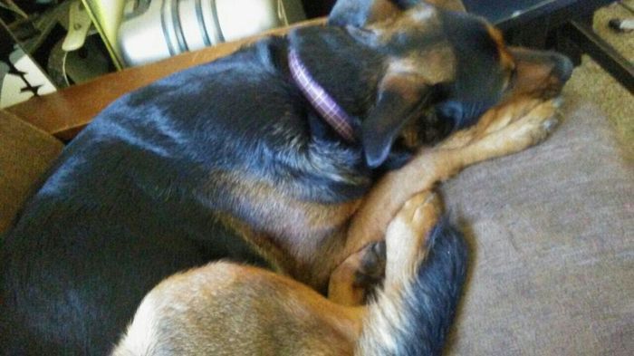 NWR - love my dogs
