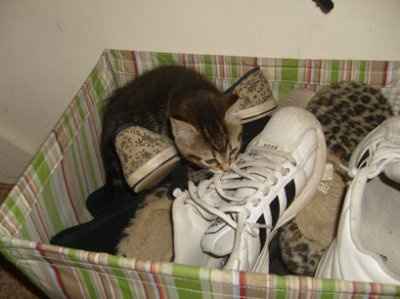 For animal lovers, brag about your animals!!