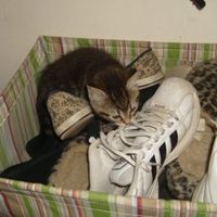 For animal lovers, brag about your animals!!