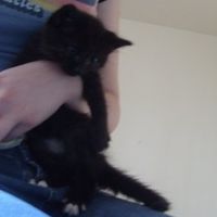 For animal lovers, brag about your animals!!