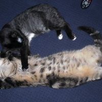 For animal lovers, brag about your animals!!