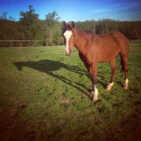 NWR: Equestrians of WW