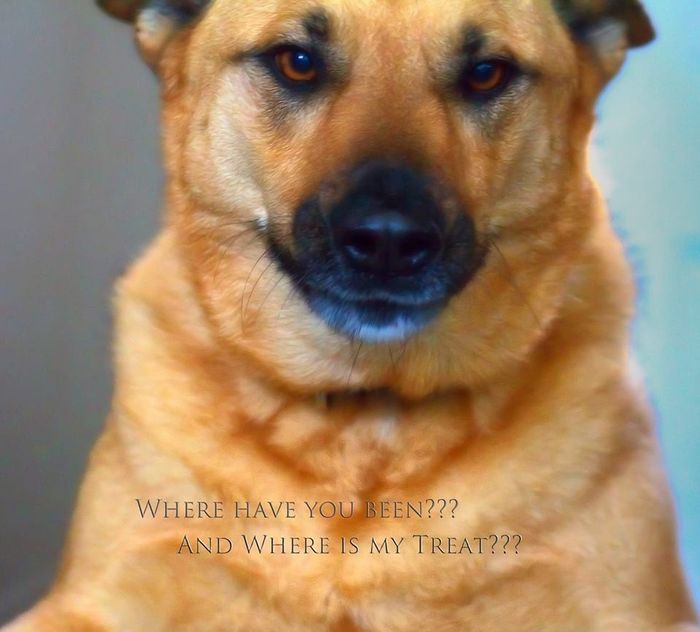 Show me your fur baby! (it has been awhile and I love seeing the pets!)