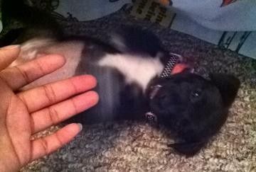 NWR: Fur baby thread!