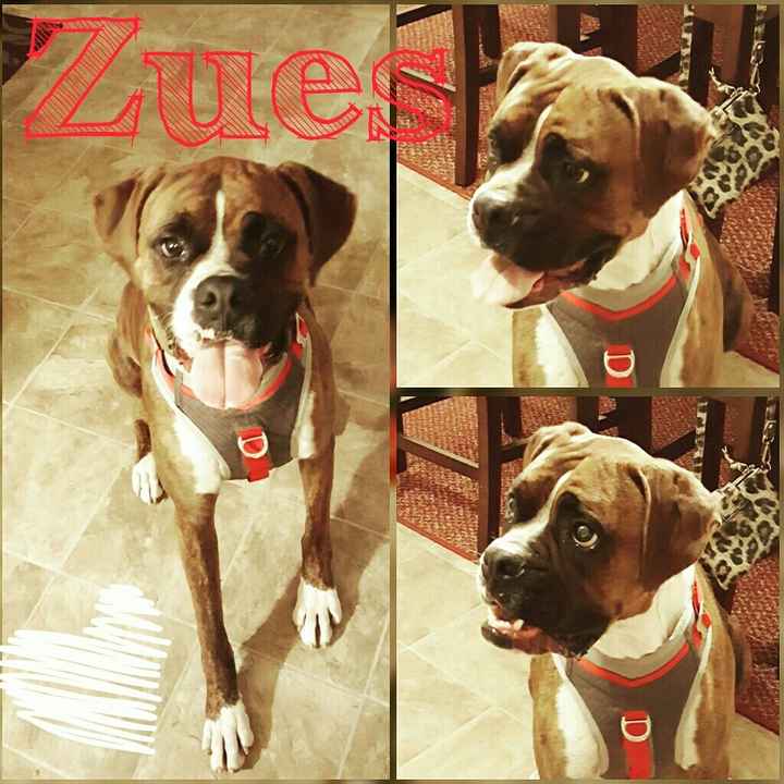Not wedding related.. But anyone have a BOXER? Need Doggy advise *