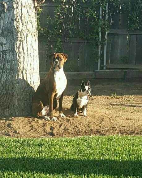 NWR: Dachshunds and other small dog owners