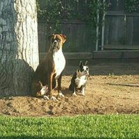 NWR: Dachshunds and other small dog owners