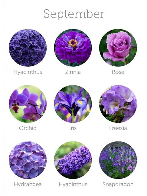 Purple Flowers in September 1