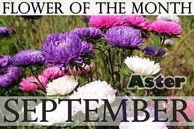 Purple Flowers in September 3