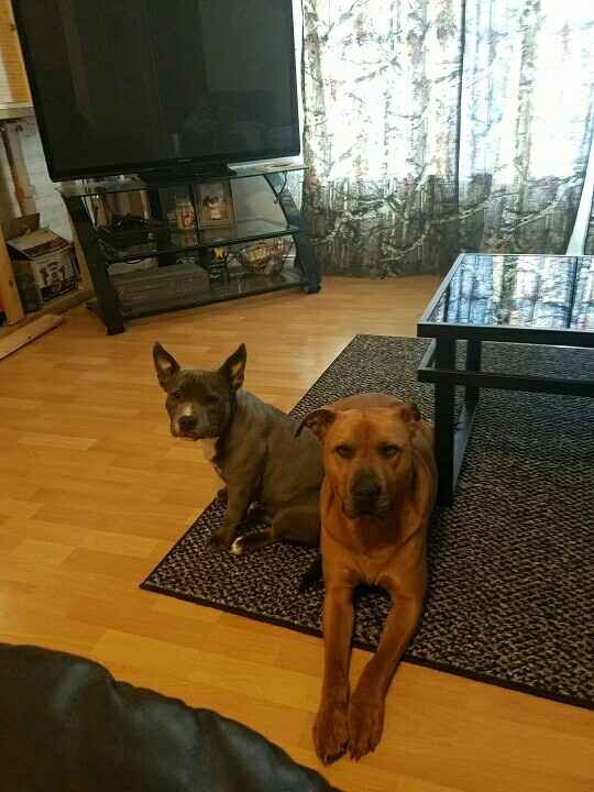 NWR: Losing our husky