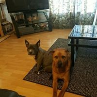 NWR: Losing our husky