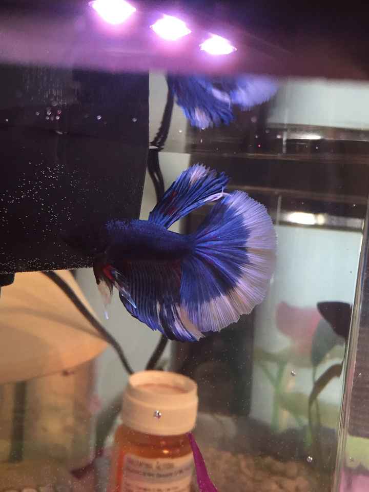 NWR: new betta!!