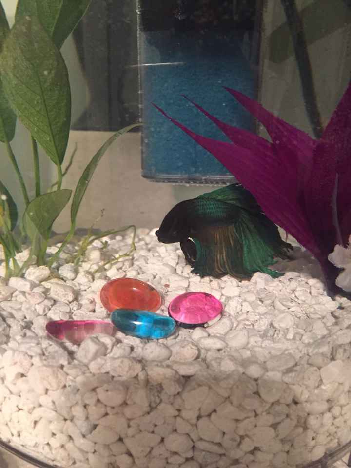 NWR: Fish tank upgrade!