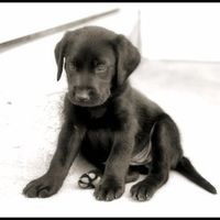 NWR: Lets see our pets!!